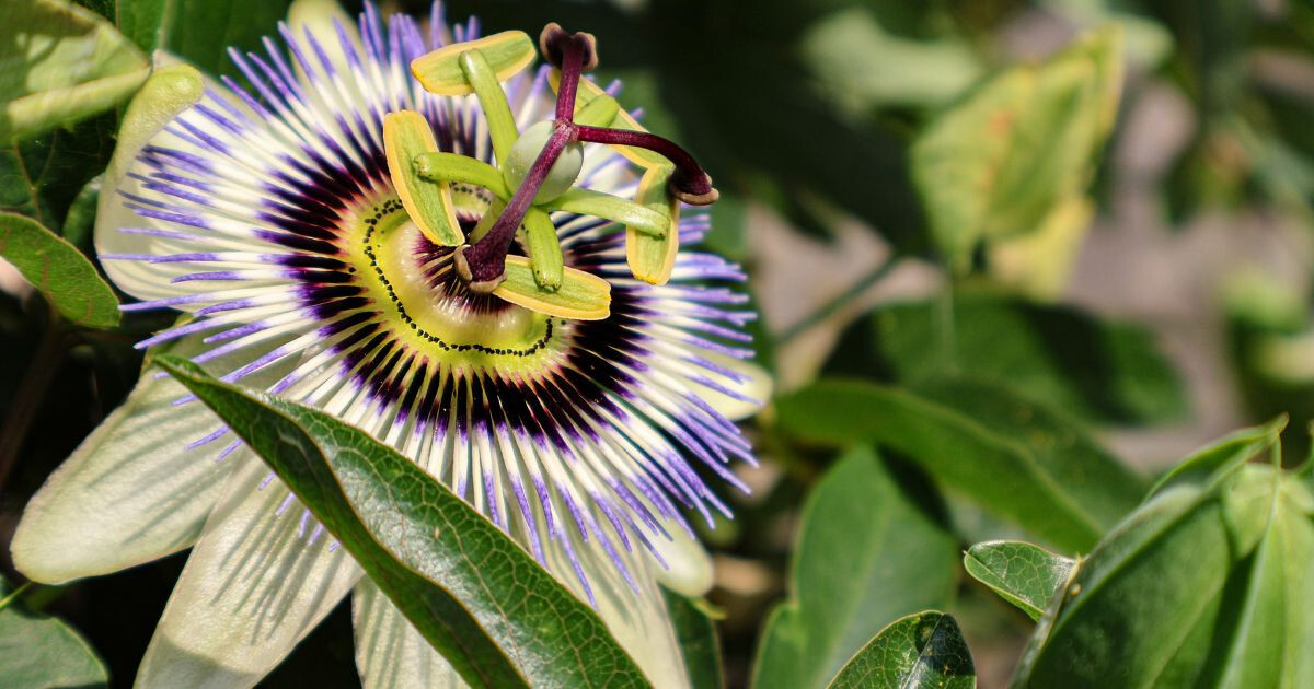 Image pour l'article 5 plantes pour mieux dormir qui vont transformer vos nuits dès ce soir