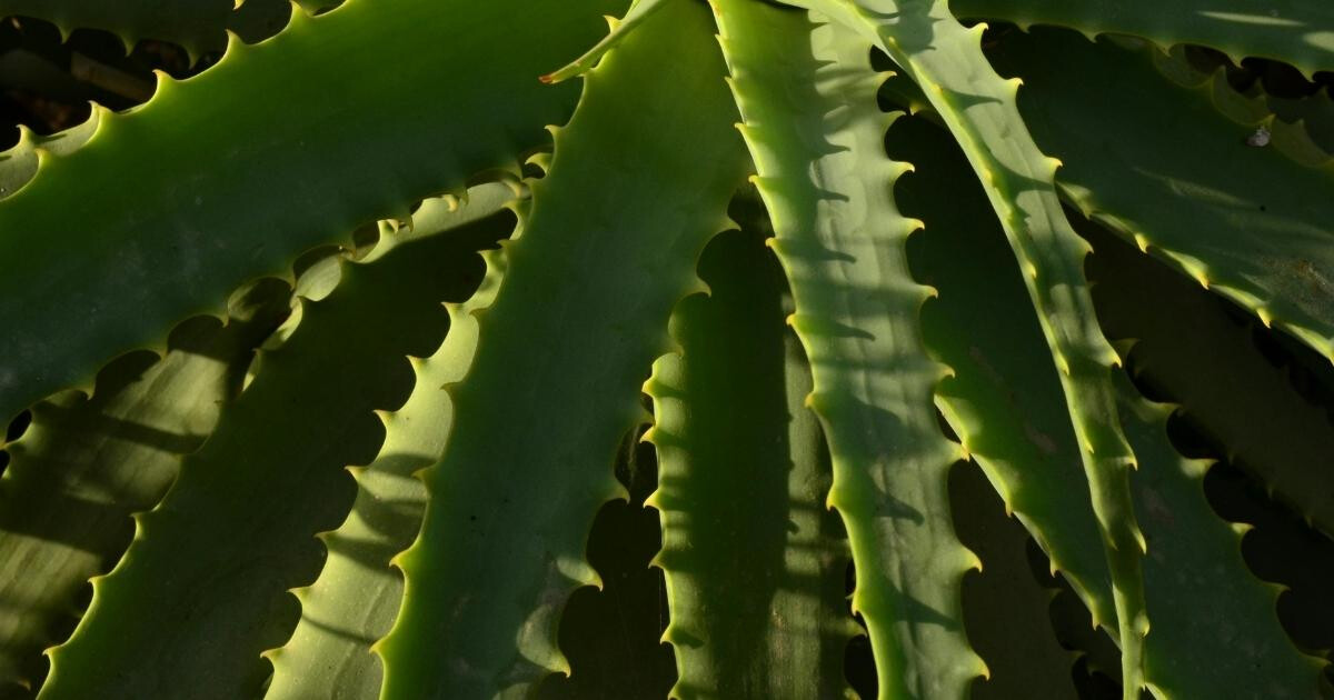 Aloe vera : 7 bienfaits insoupçonnés à connaître sur cette plante