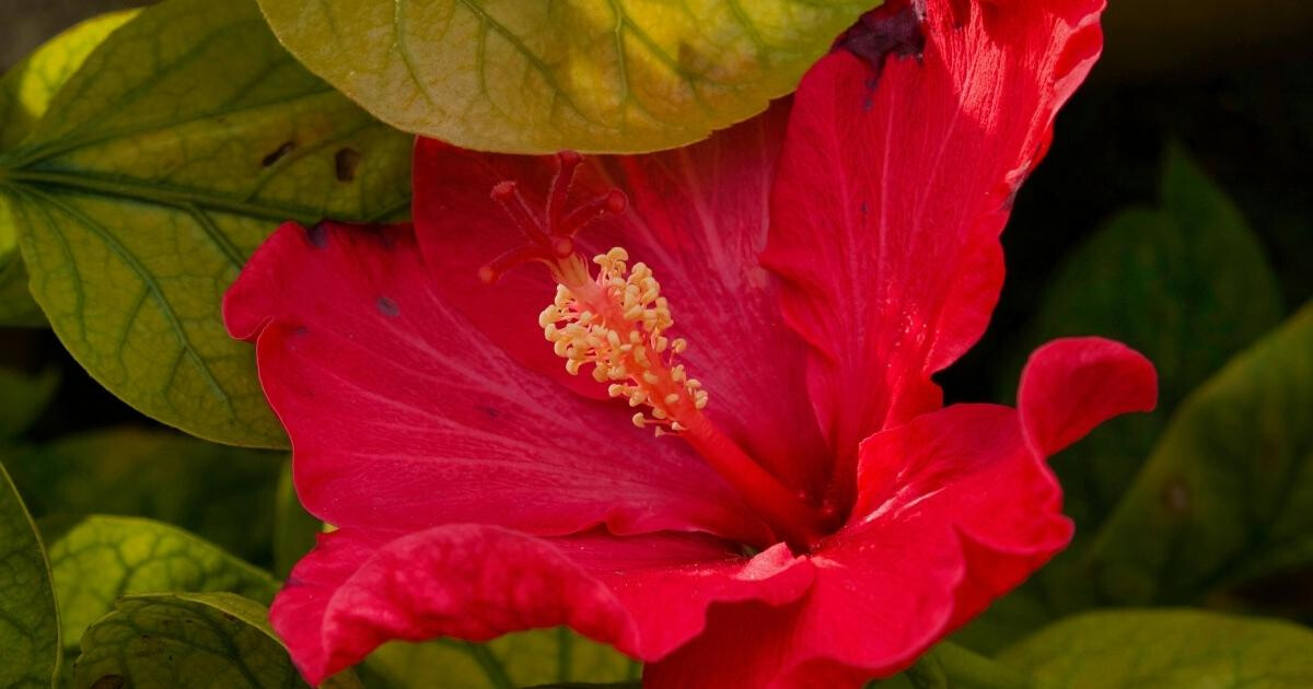 Bissap bienfaits : cette fleur d’hibiscus cache 10 vertus insoupçonnées