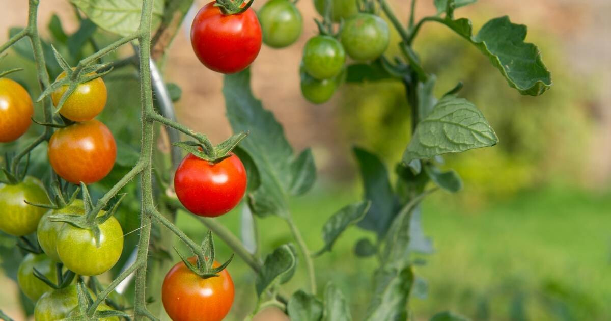 Comment congeler des tomates pour les savourer toute l’année ?