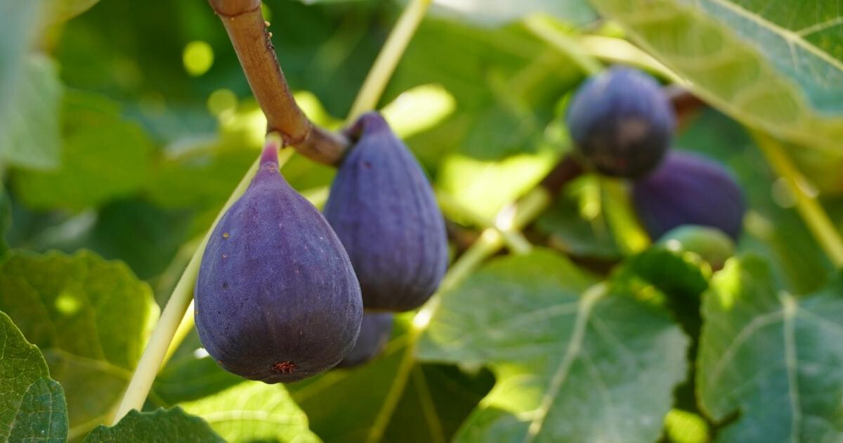 Image pour l'article Comment conserver des figues fraîches pour prolonger leur durée de vie ?