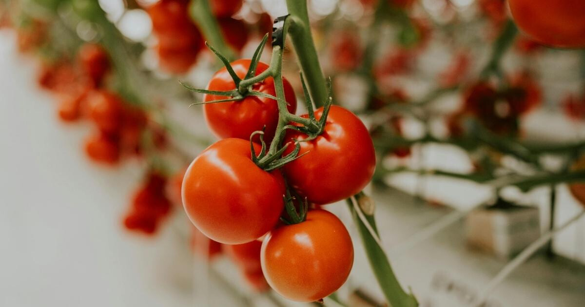 Image pour l'article Comment conserver la tomate sans perdre sa saveur ni ses qualités nutritives ?