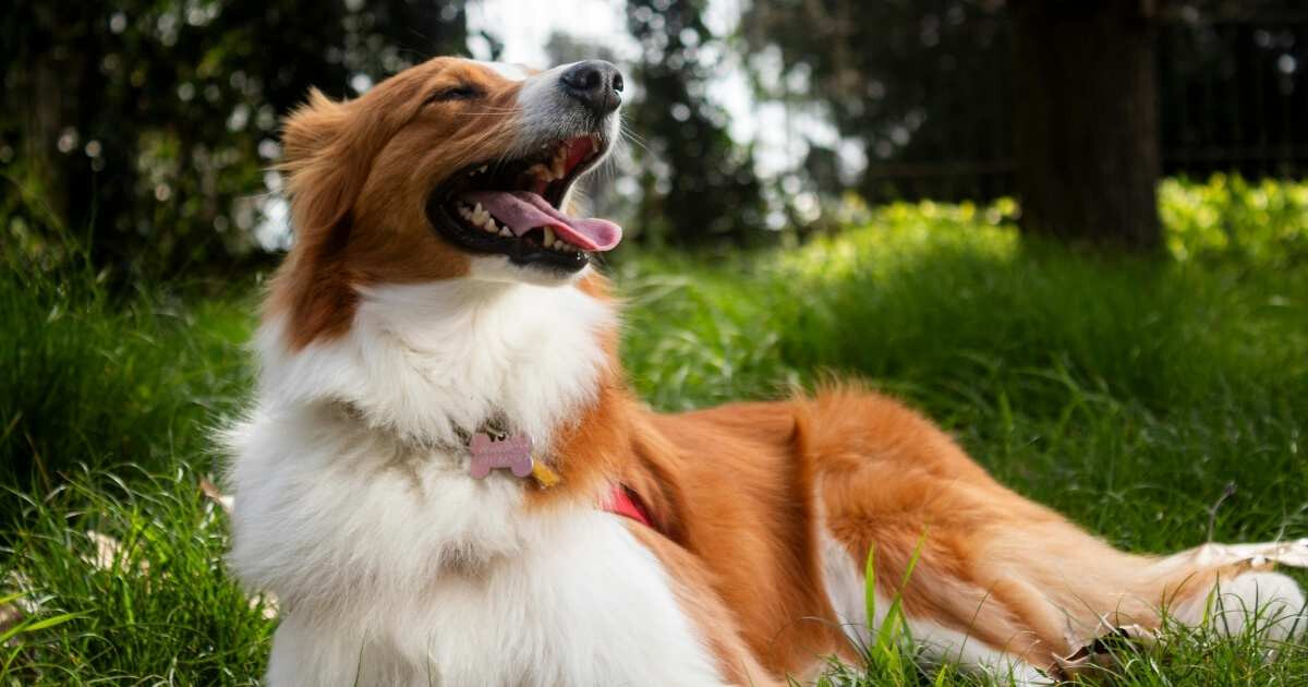 Image pour l'article Cynophobie : comment ne plus avoir peur des chiens ?