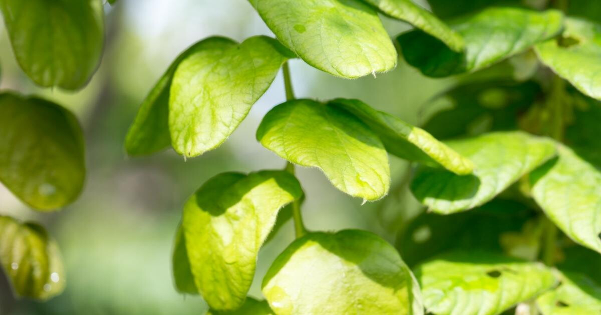 Image pour l'article Desmodium bienfaits : cette plante fait des miracles sur votre foie