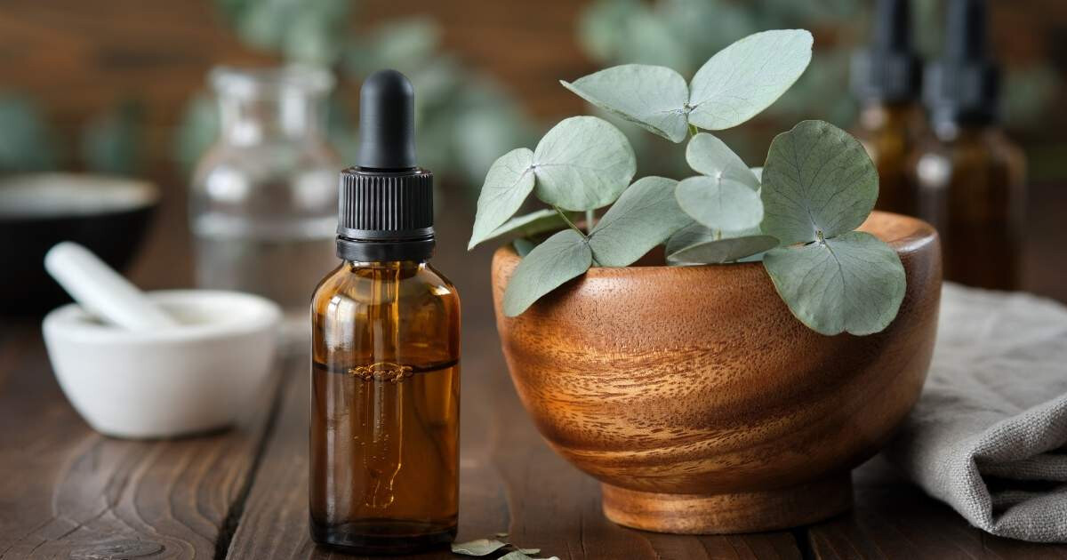 Image pour l'article 5 bienfaits insoupçonnés de l'eucalyptus que vous devez absolument connaître