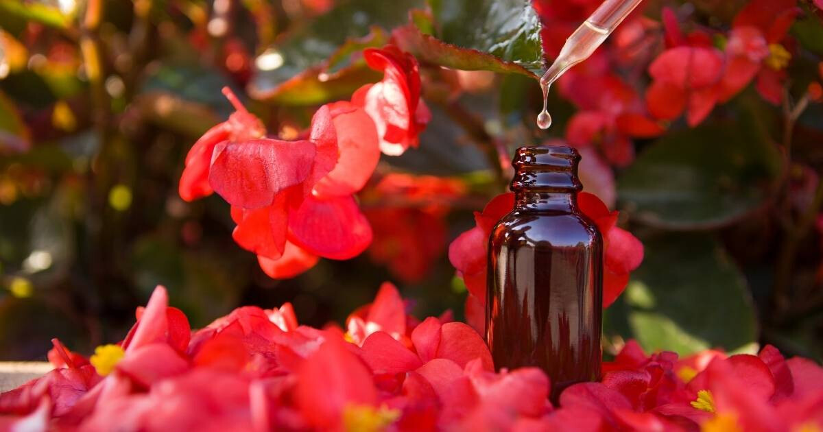 Image pour l'article Ces 6 fleurs de Bach qui peuvent aider à la perte de poids