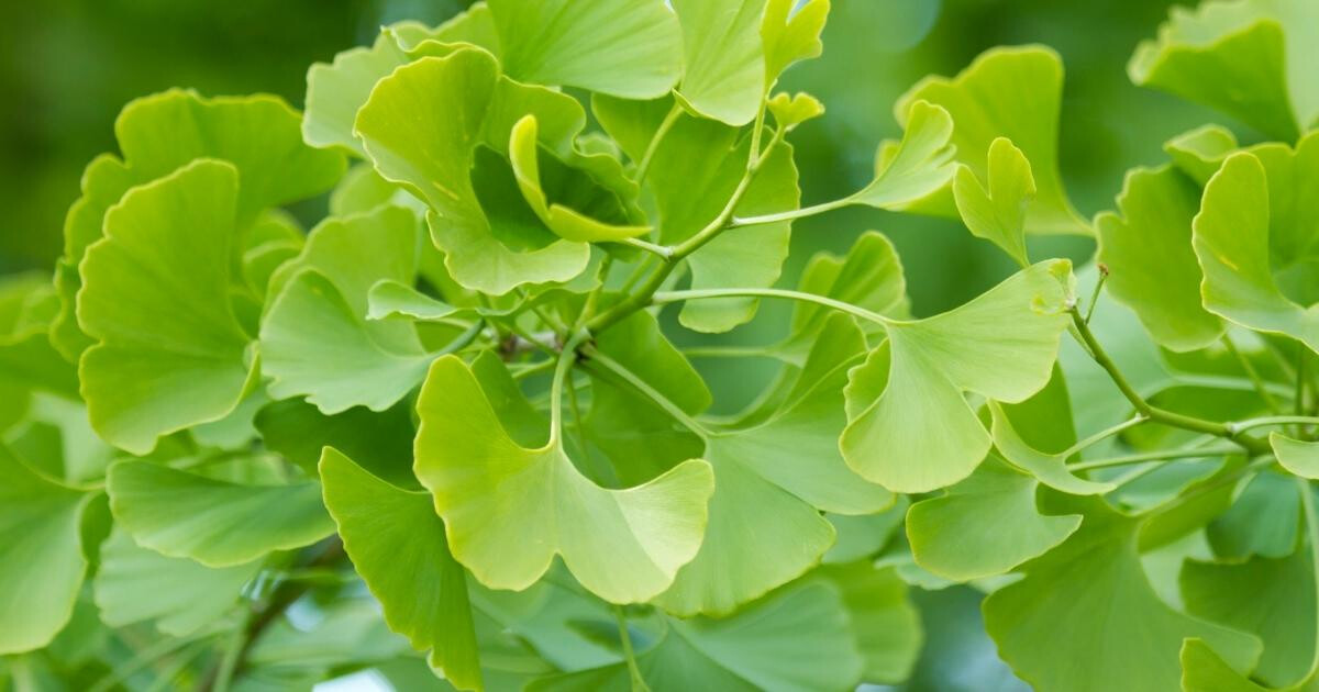 Image pour l'article Ginkgo biloba : 8 bienfaits sur votre santé que vous ignorez probablement
