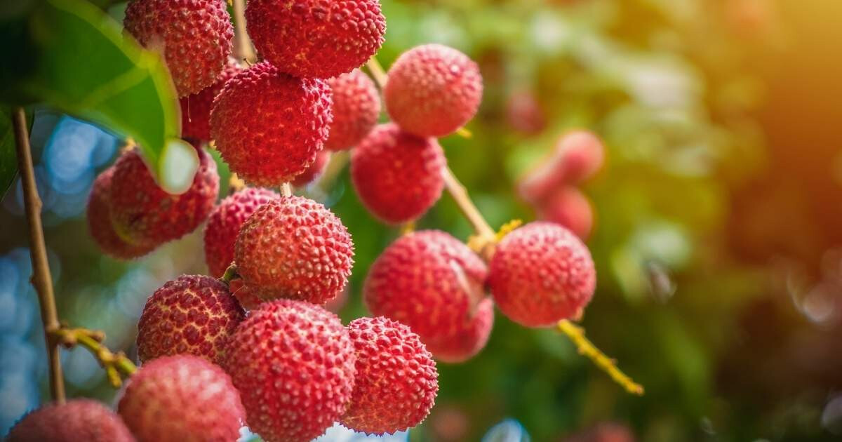 Image pour l'article Litchi : 6 bienfaits surprenants de ce super-fruit exotique pour votre santé