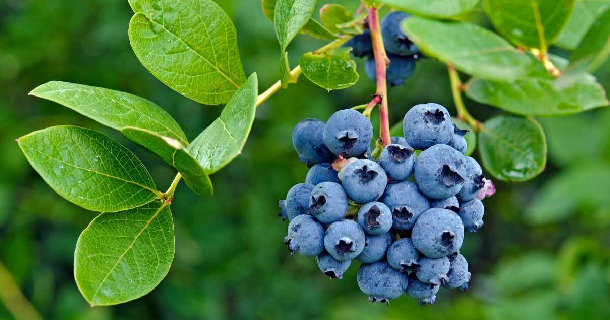 Image pour l'article Myrtille bienfaits : 7 raisons d'adopter ce super-fruit pour votre santé