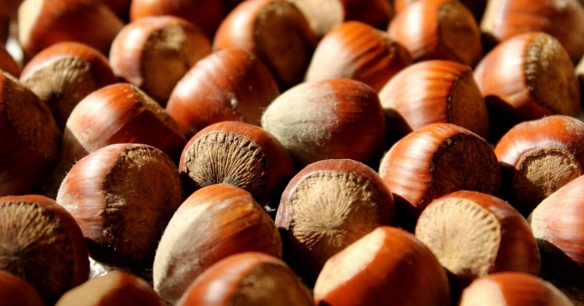 Image pour l'article Noisettes : ses 9 bienfaits que vous devez absolument connaître