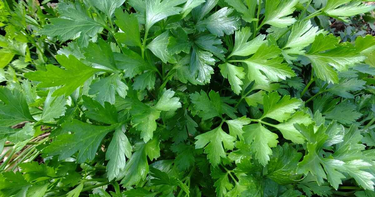 Persil bienfaits : cette herbe banale cache 8 super-pouvoirs insoupçonnés