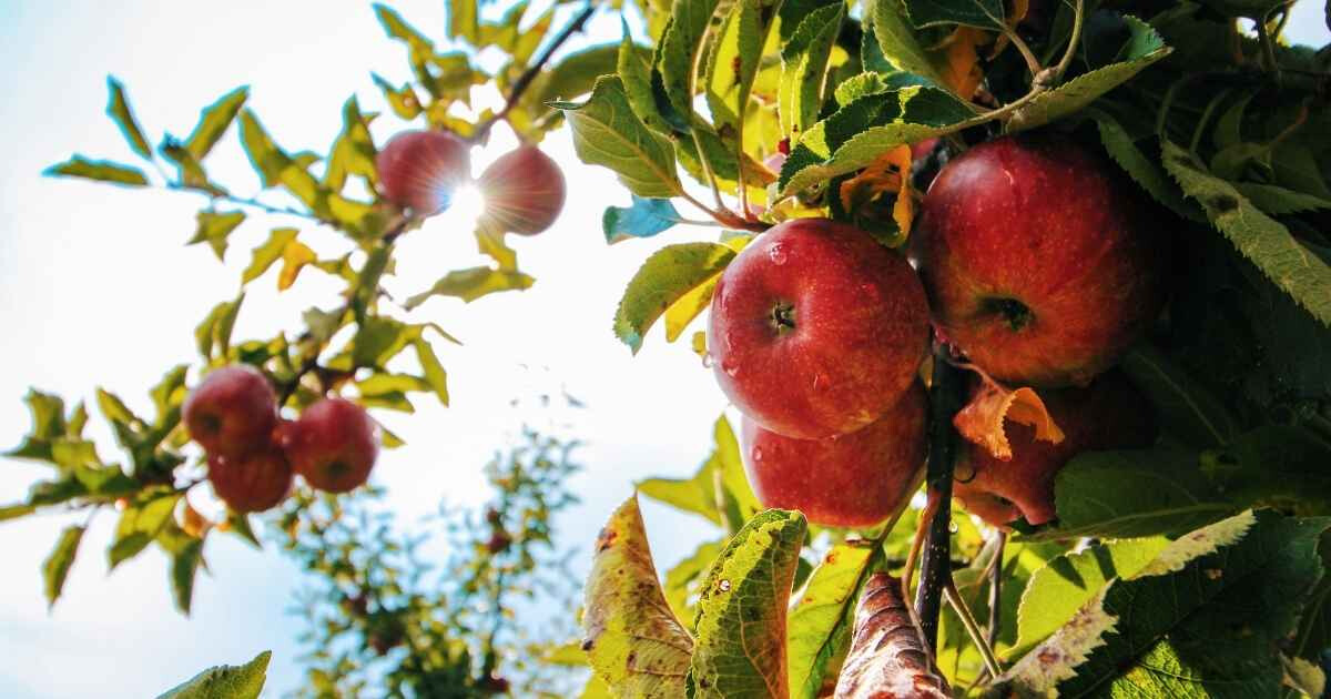 Pomme bienfaits : ce fruit du quotidien cache 7 super-pouvoirs insoupçonnés