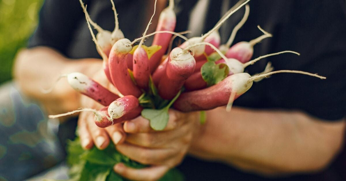 Image pour l'article Les bienfaits du radis dont personne ne vous a jamais parlé