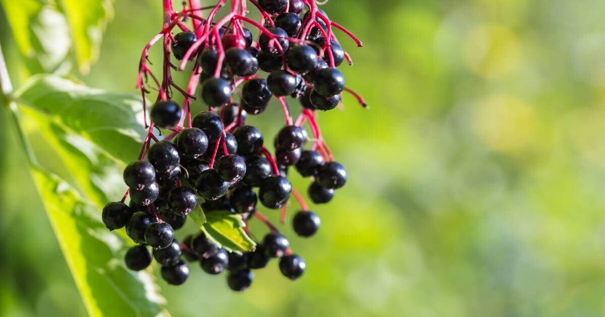 Image pour l'article Sureau bienfaits : cette plante cache 5 vertus exceptionnelles pour votre bien-être