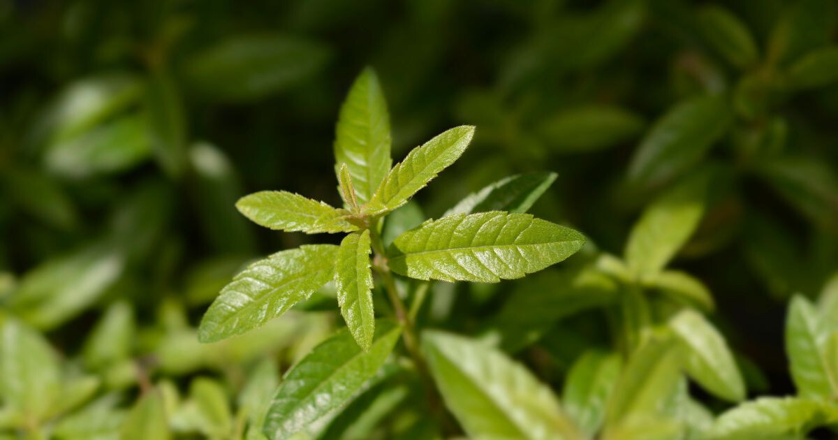 Image pour l'article Les 5 bienfaits de la verveine dont personne ne vous a parlé